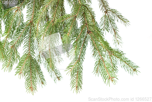 Image of Branch of christmas fir tree isolated on white