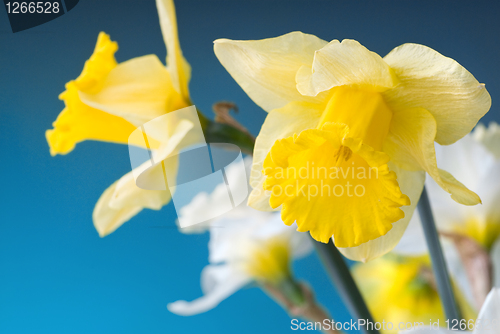 Image of yellow and white narcissus on blue background