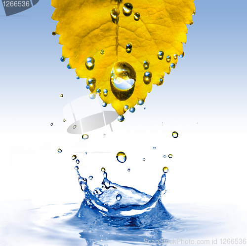 Image of yellow leaf with water drops and splash isolated on white