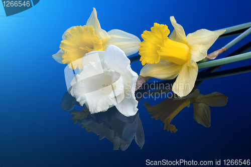 Image of white and yellow narcissus on blue background