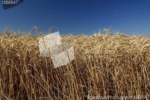 Image of Field of gold wheat and blue sky