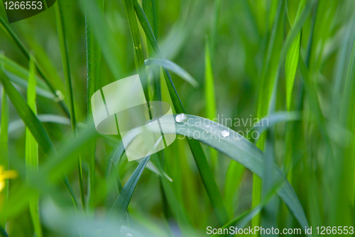 Image of green grass with water drop