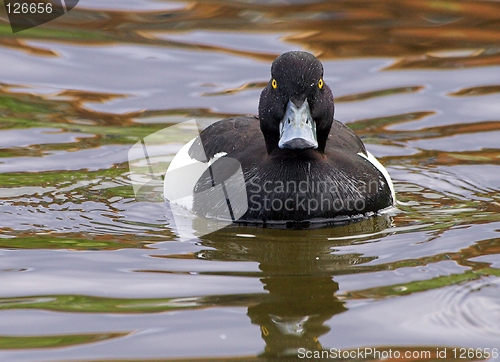 Image of Tufted Duck