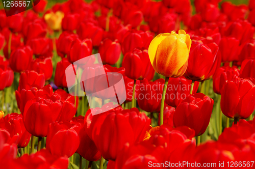 Image of Single yellow tulip in field of red