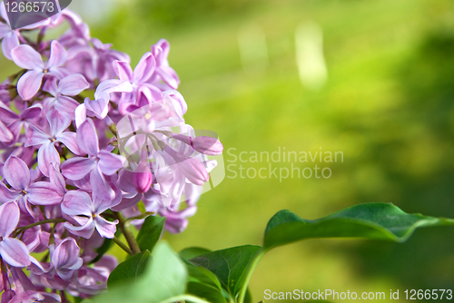 Image of Spring lilac flowers with leaves