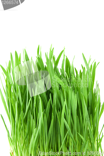 Image of close-up green grass isolated on white