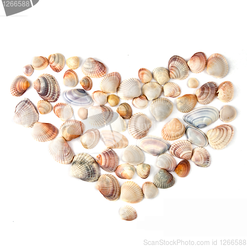 Image of heart for valentine's day from color shells isolated on white