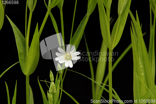 Image of small white camomile on the black