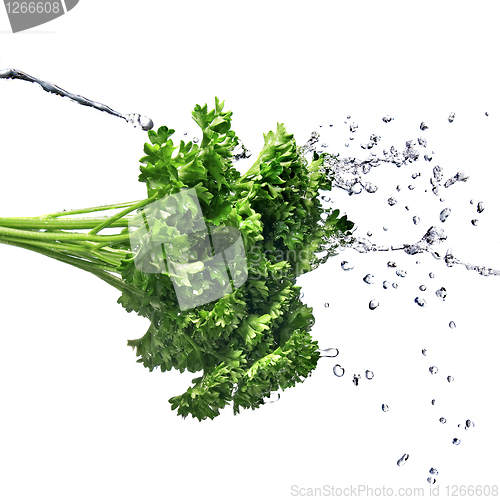 Image of water drops on green parsley isolated on white