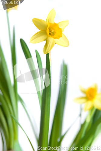 Image of narcissus isolated on white