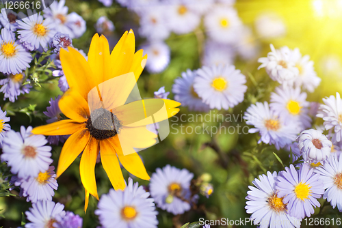 Image of beautiful flowers
