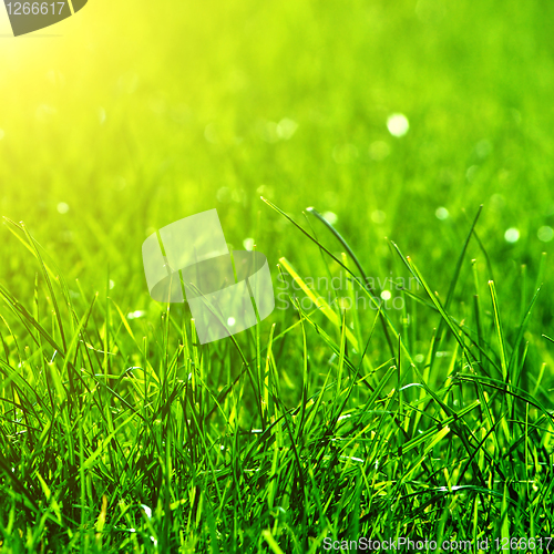 Image of green grass background with sun beam