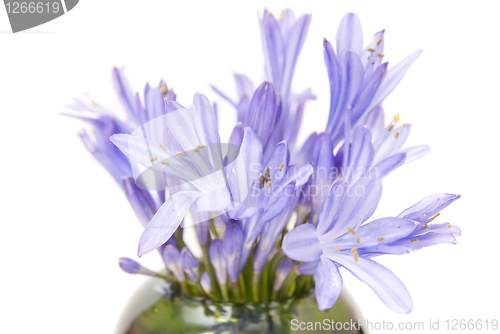 Image of blue spring flowers