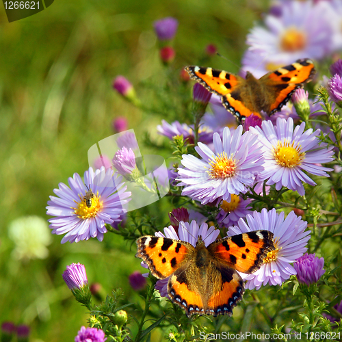 Image of two butterfly on flowers