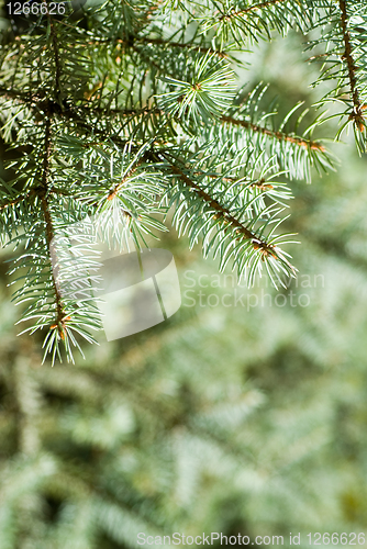 Image of branch of green christmas tree