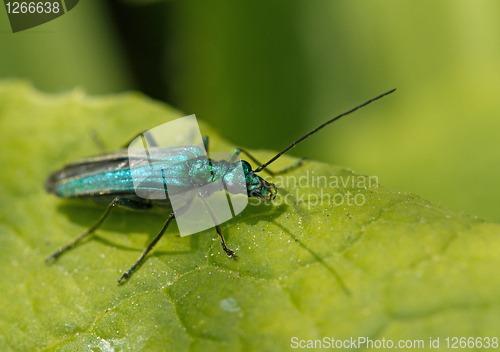 Image of Oedemera nobilis female