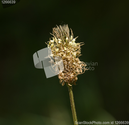 Image of Ribwort Plantain flower