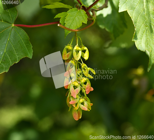 Image of Sycamore Seeds