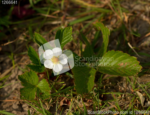 Image of Wild Strawberry