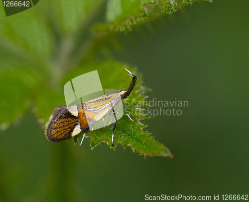 Image of Micro moth Alabonia geoffrella