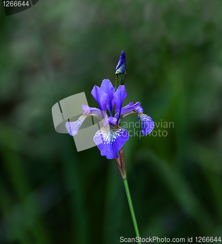 Image of Blue Iris