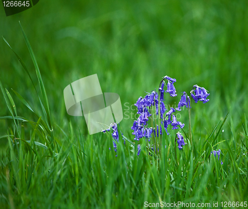 Image of Bluebells and grasses