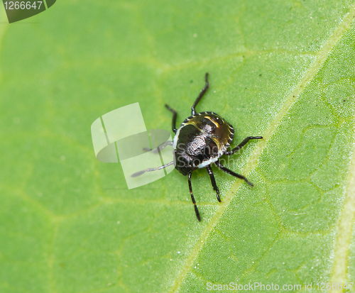 Image of Common Green Shield Bug 2nd Instar