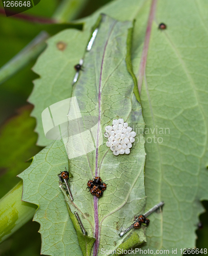 Image of Common Green Shield Bugs Day 4