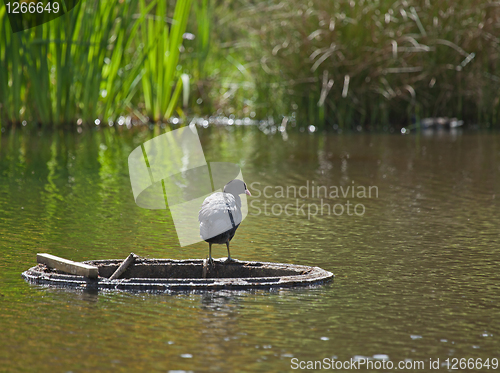 Image of Coot on overflow pipe in lake