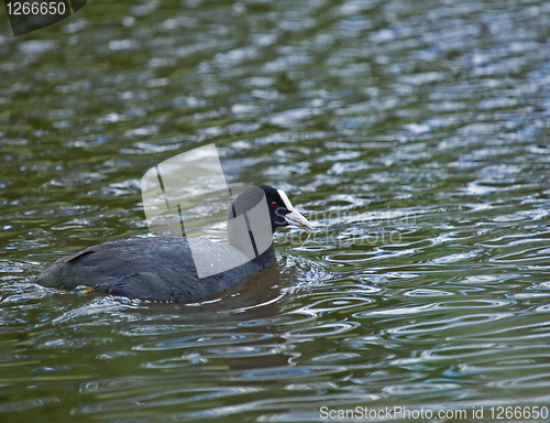 Image of Coot with weed