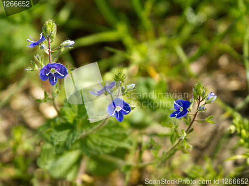 Image of Germander Speedwell