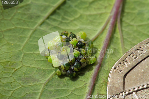 Image of Green Shield Bugs hatching and 20p coin