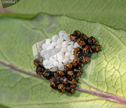 Image of Green Shield Bugs Day 3