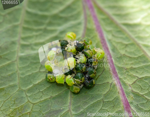 Image of Green Shield Bugs hatching