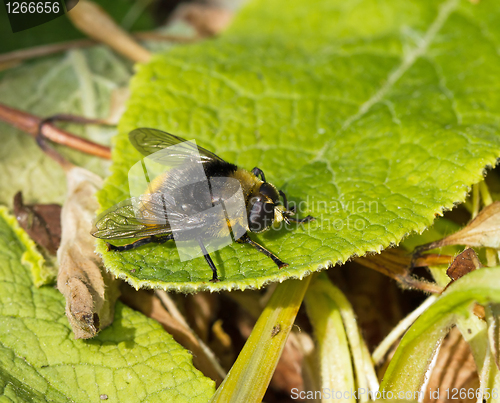 Image of Hoverfly Volucella bombylans