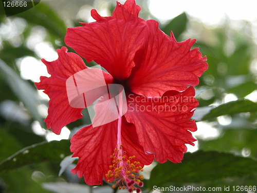 Image of Hibiscus