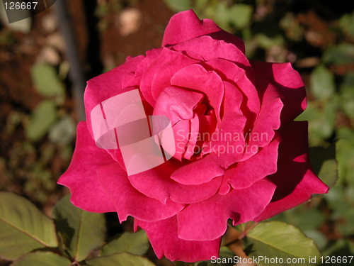 Image of Red Rose