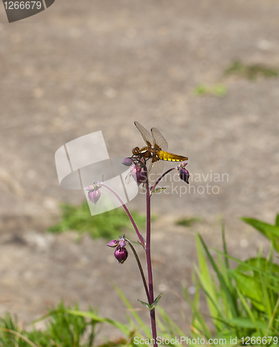Image of Broad-bodied Chaser Dragonfly