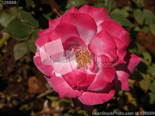 Image of Multi hued Rose