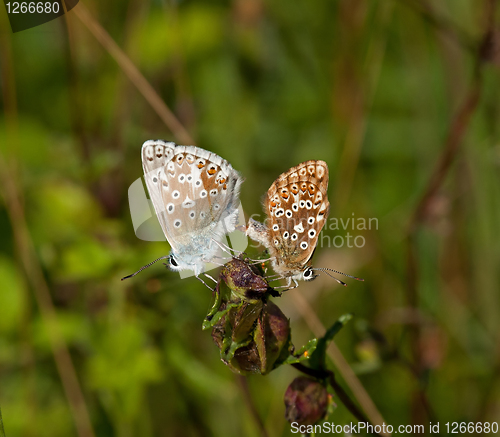 Image of Chalkhill Blue Butterflies Mating