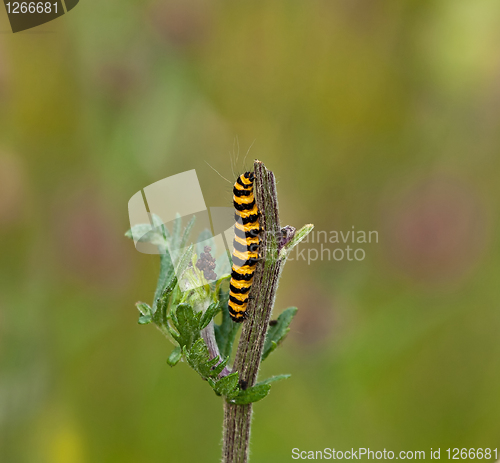 Image of Cinnabar Moth caterpillar