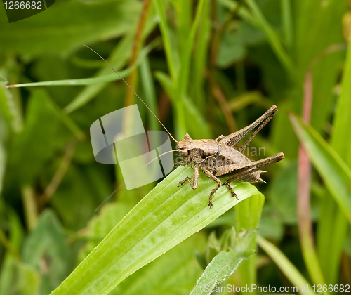Image of Dark Bush-cricket