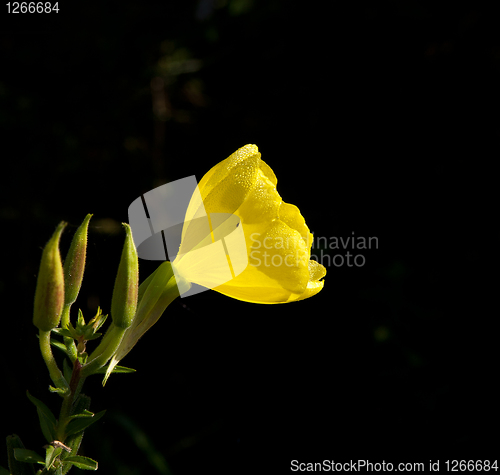 Image of Common Evening Primrose