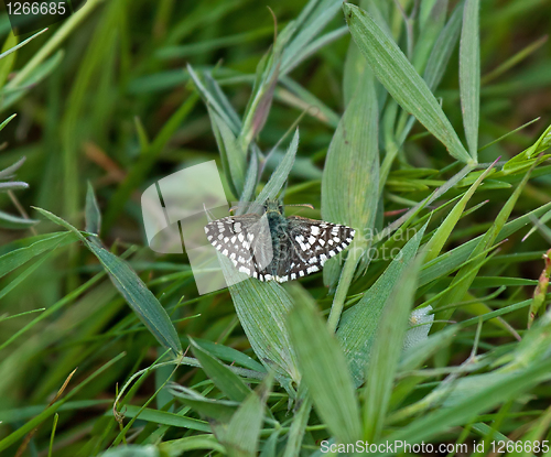 Image of Grizzled Skipper Butterfly