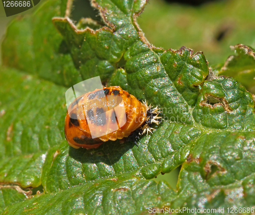 Image of Harlequin Ladybird Pupa