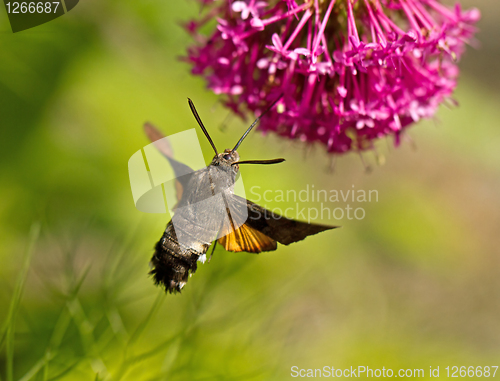Image of  Hummingbird Hawk-moth nectaring