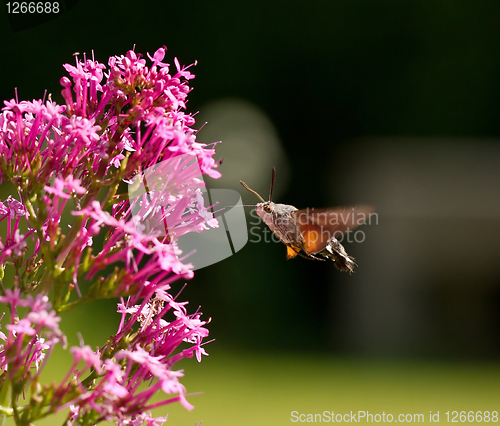 Image of Hummingbird Hawk-moth nectaring