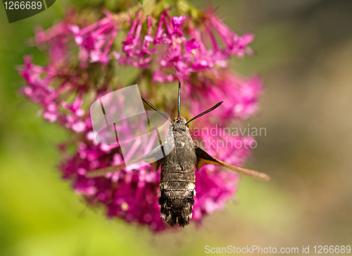 Image of Hummingbird Hawk-moth nectaring