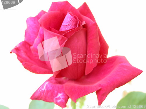 Image of A Red Rose