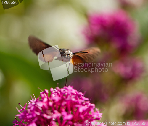 Image of Hummingbird Hawk-moth nectaring